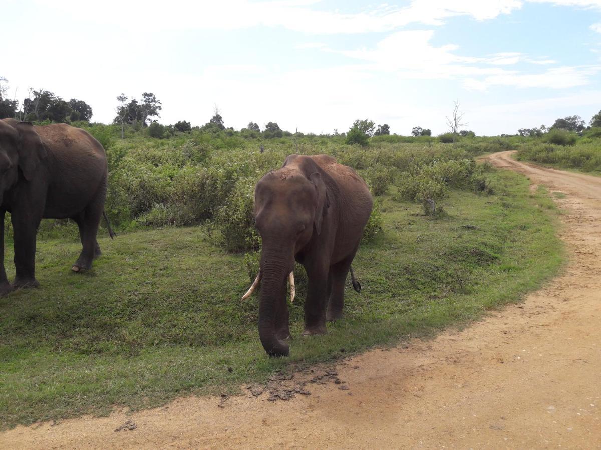 Share Safari & Homestay Udawalawe Exterior foto